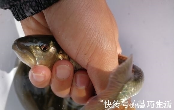 水质|河道禁采砂后，一群桃花鱼迅速繁殖，数量极多，这是什么鱼