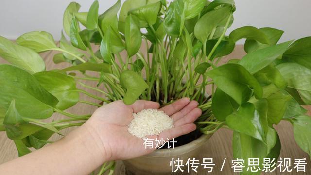 花盆中撒一把,再难养的花,几天就能根壮叶绿长爆盆,太厉害了