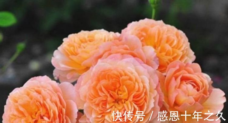 3种花是花中大美女，沾土就活，7天生根，秋季就开花，开满阳台！