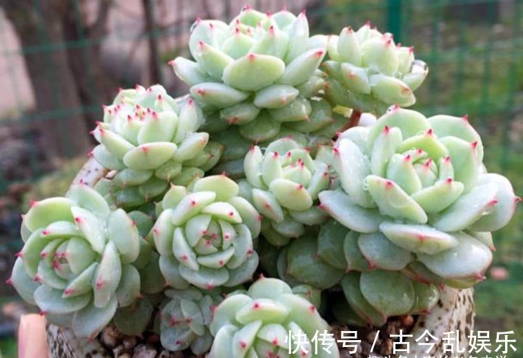 冬美人|养多肉不想买土？试试此8个品种，它们可以说是最不挑土的多肉了