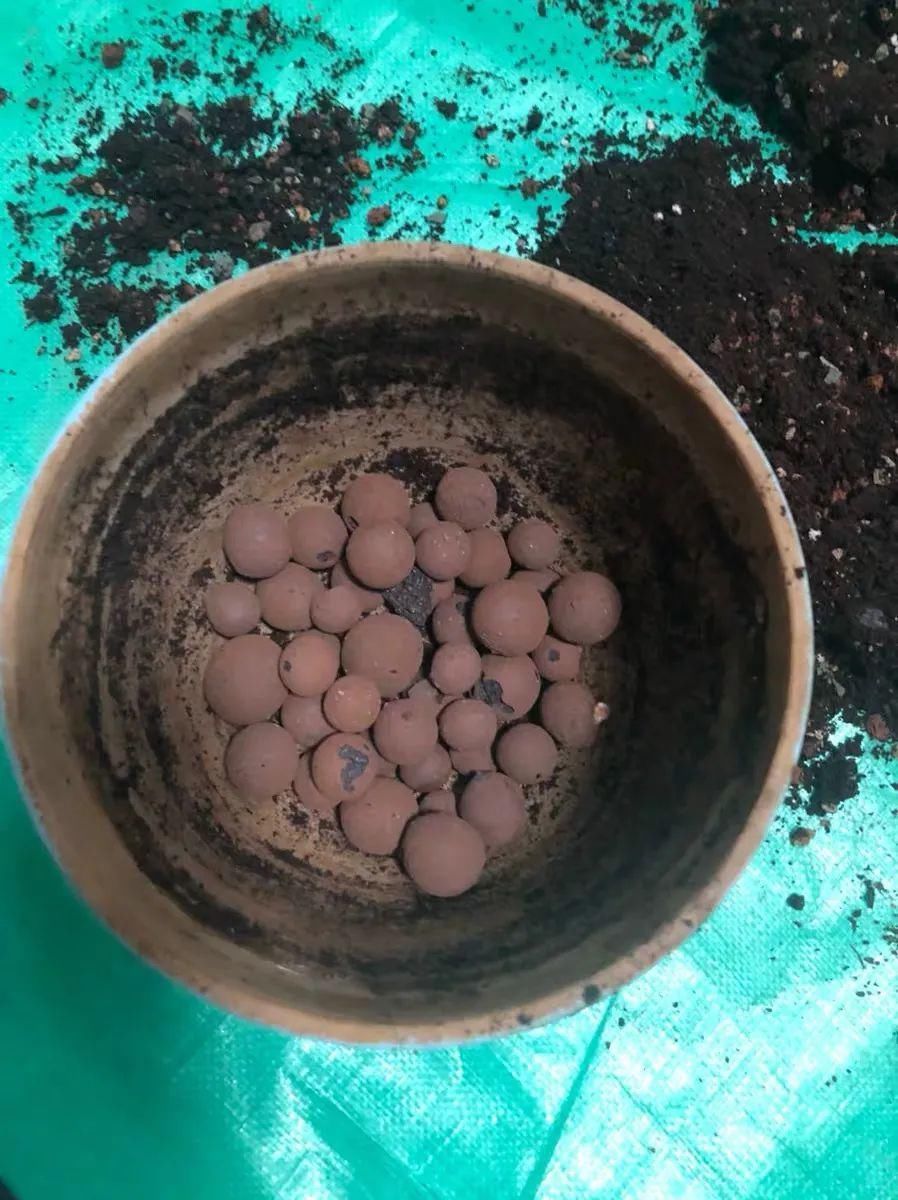 丝瓜络|换盆时,花盆里垫上这5种小东西,透水又透气,再也不怕烂根啦