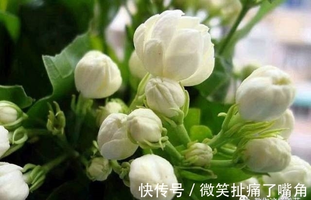 茉莉|阳台就养这些花，花香味浓，久聚不散，香味飘满屋！