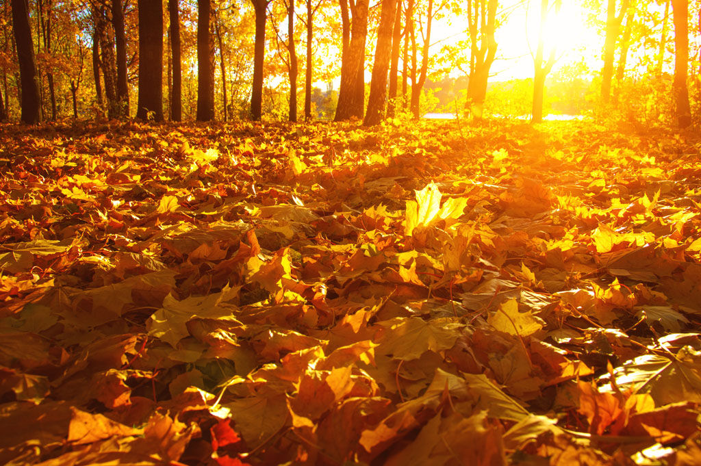 流香#张益工诗7首:日到秋临畅爽容,苍穹似火染山彤