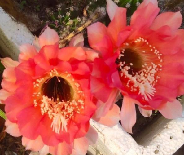 花卉植物|往花盆里丢“电线”,啥花都喜欢,难怪花和叶子“呼呼长”