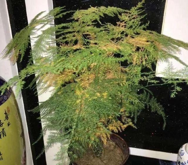 入冬后,这些花别折腾,越折腾越死