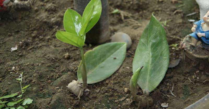 泼辣花|谁说养花难?4种“泼辣花”,扔在土里就生根,繁殖一片小崽子