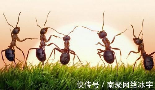 人类|蚂蚁勤劳吗 78%蚂蚁在干活, 22%蚂蚁在聊天
