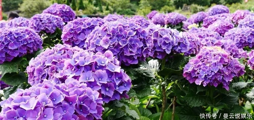 茉莉|花期超长的4种花,香气胜茉莉,花量有多又美