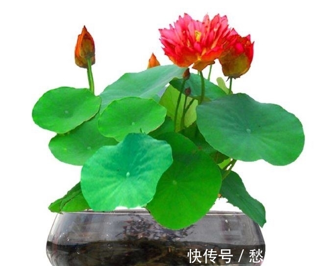 水培碗莲开花少，其实是方法错了，正确的做法应该是这样