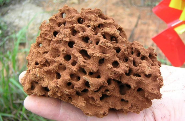 上游新闻|注意！看见这种虫一定要远离，它可能致命！