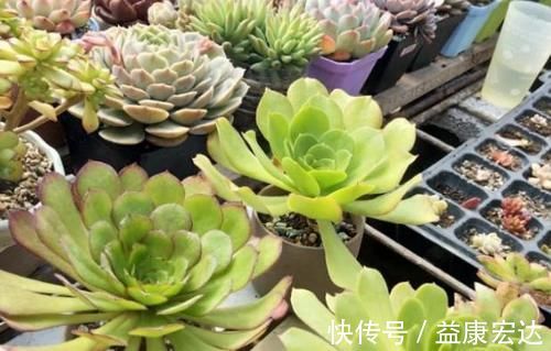 养多肉植物,做到此3点,叶子圆润如珍珠,色似糖果五颜六色