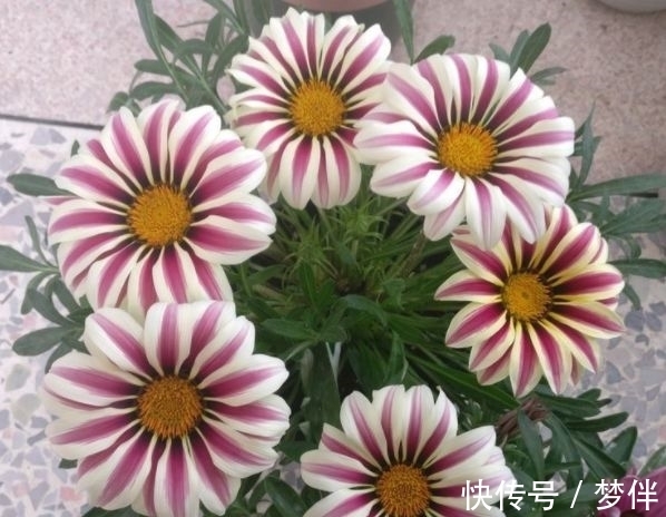 养护|适合新手养护的4种花，好养漂亮花期长，开花一簇簇，开成百花园