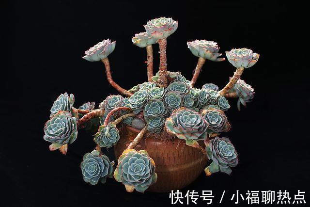 这10种多肉不太好养，爱黑腐、化水，养起来没有成就感