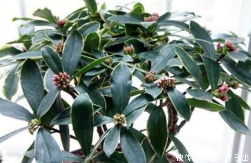 金边瑞香开完花后,下一步要如何养护?植株才能长得旺盛