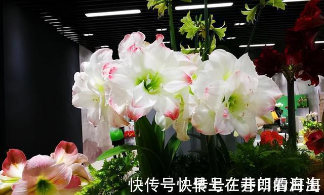 天冷|天冷了，15种漂亮花喜欢“大太阳”，多晒长得壮，花更多