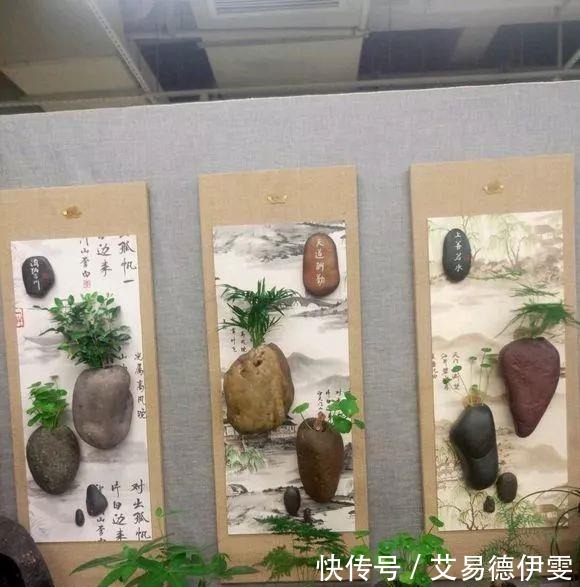 大爷用石头来养花,越养越值钱,有人出1000块也不卖!