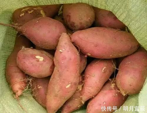 保存红薯,直接丢地上是大错!学会这招,放半年都不坏,越放越甜