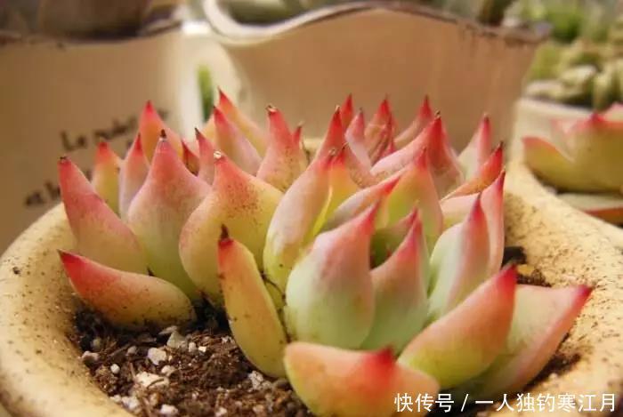 6招教你判断多肉是否缺水,掌握4季浇水法则