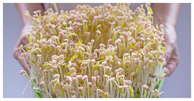 在家发豆芽原来这么简单，又粗又嫩不会烂，做法超简单，4天开吃