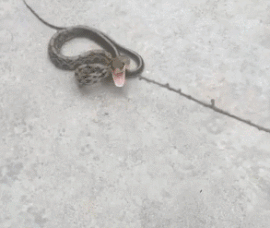 |搞笑GIF:这俩猴太皮了,跑下去只为帮乌龟翻个身