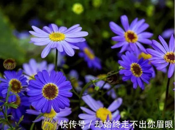 喜欢在家中养花，就来看看5种花卉，花期长，花朵高雅美丽，漂亮