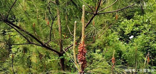 农民朋友|松树身上一种稀罕物,老农常用它泡酒,晒干60元一斤,见到别错过