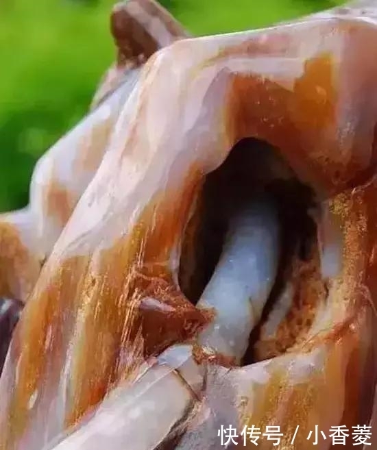 虫子|2亿年前的五条虫子 与大树一起变成了玉石!