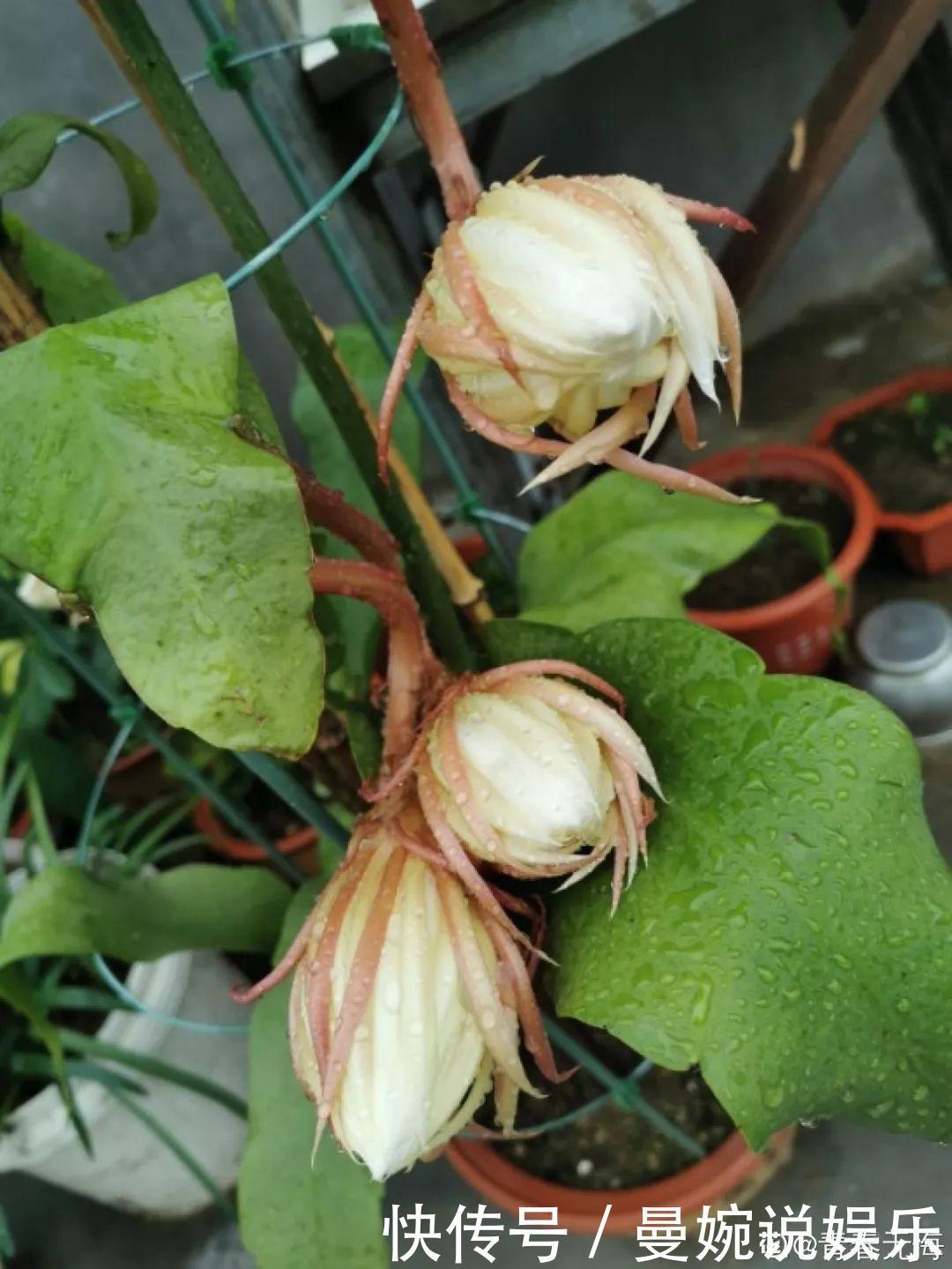 这花真稀罕,刚开花就被掐光了,花钱未必买得到!