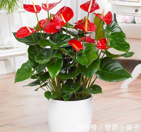 秋冬家里采光差,可以种上3种花,有点散光就能开灿烂,美极了