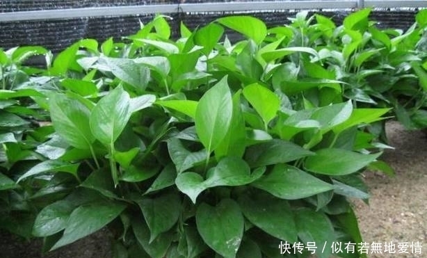 绿萝为什么长不开?不是你家盆的锅!养法有问题