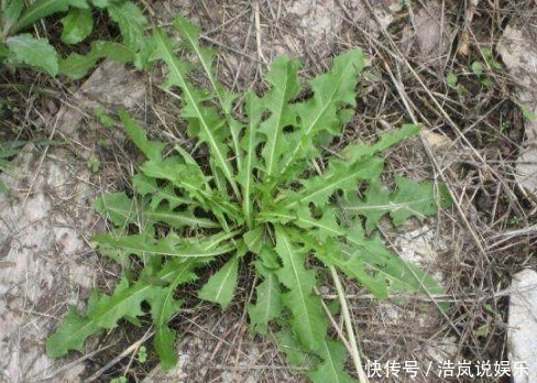 毒素|女生妇科炎症好烦人,白开水里加上它,帮你消炎抑菌排出体内毒素