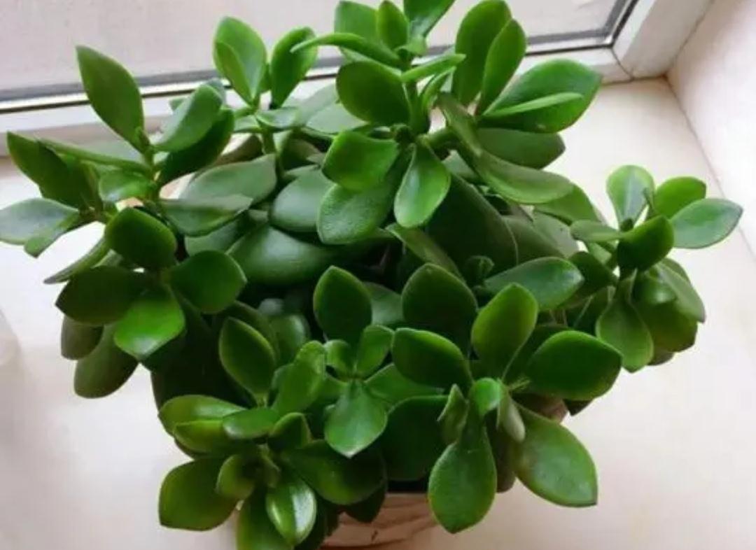 5种植物夜间释放氧气,净化空气环境,卧室也能养