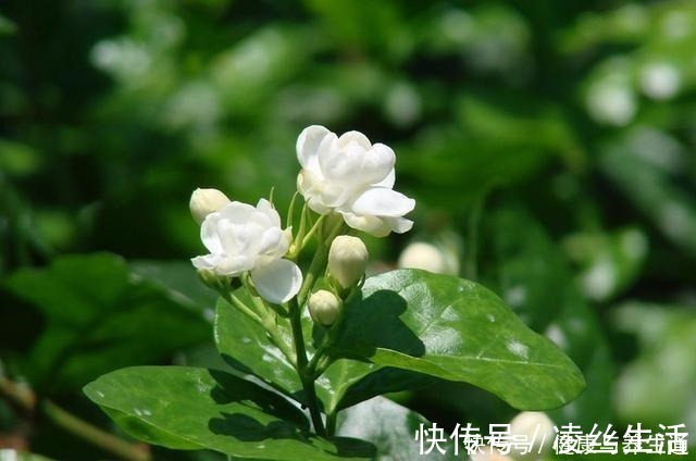 芽土|茉莉想多窜芽土里加“一料”,猛窜芽叶绿如绿,开出层叠群花!