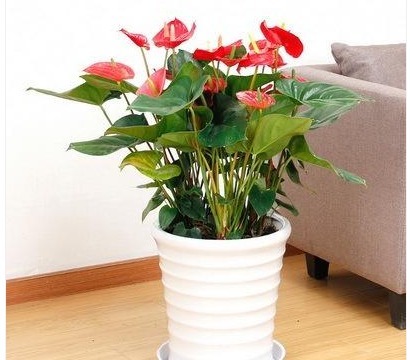 红掌黄叶不要慌,只需一步,叶子油亮如打蜡,花剑猛蹿开爆盆!