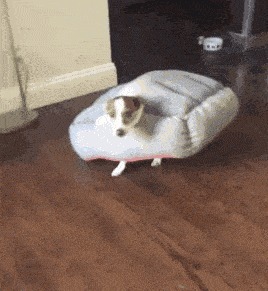 |搞笑GIF趣图:大姐,对不起都是我的错,您别生气了!