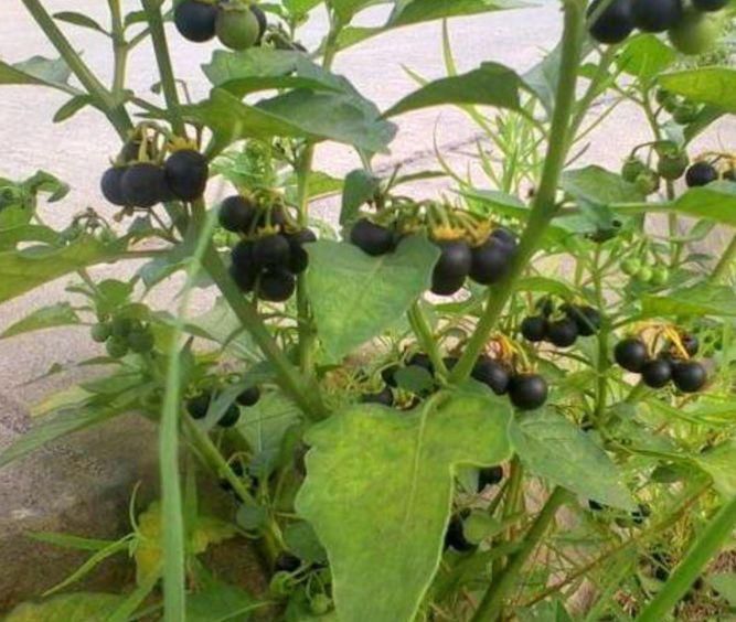 药用价值|这种“黑色果实”原来是“解毒之王”,家里种一棵,药费省不少