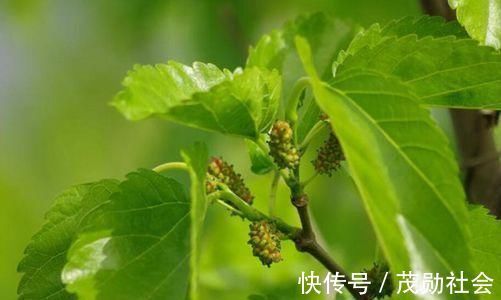风流泪|桑叶的作用居然这么大,这五点药用价值您知道几种