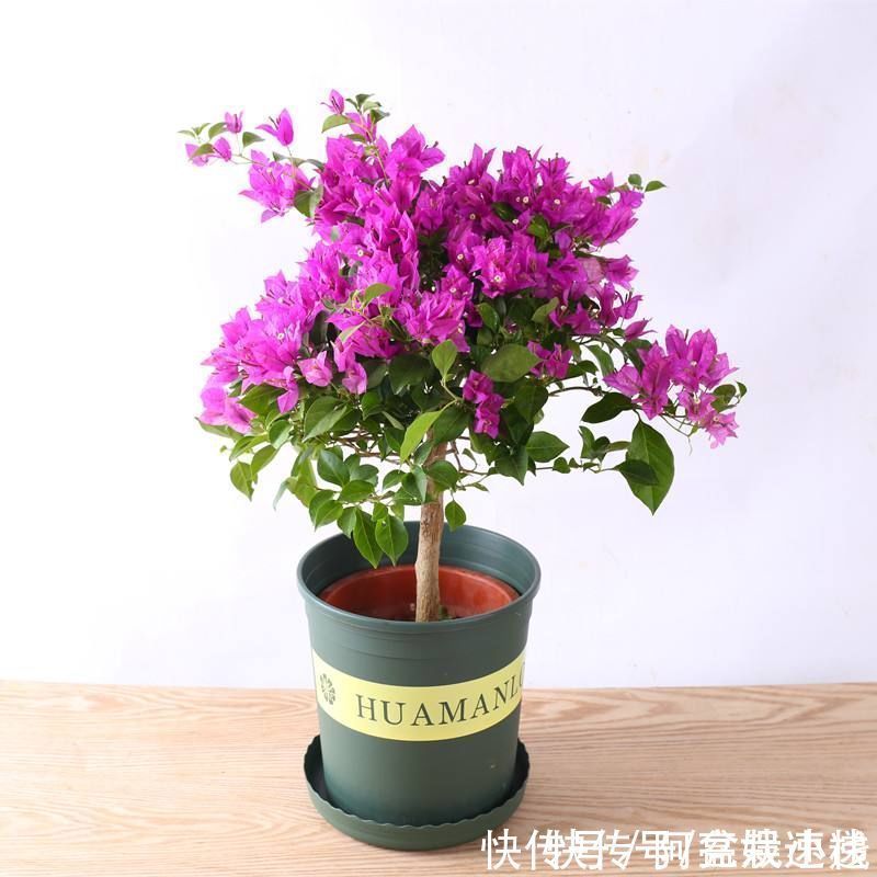 “开花劳模”有哪几种？4种花易绽放，花骨朵惹人爱
