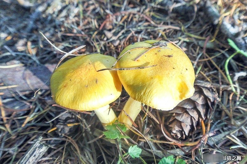 营养物质|生在松林里,曾误认含毒不能吃,如今58元1斤,可惜农村也少见了