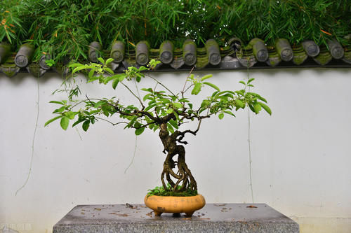 盆景造型各有不同，根盘也要做造型，8种根盘造型让盆景更美观