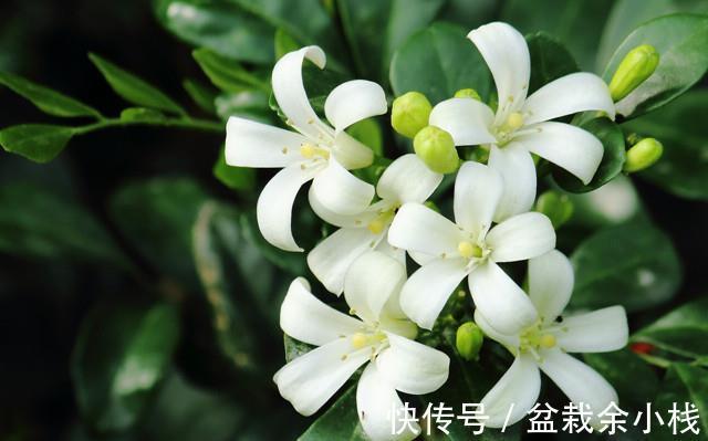 蕾丝|7种“香水花”，养一盆满屋生香，开花180天，好看又贵气