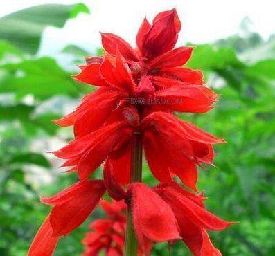 好养|此几款花卉美过玫瑰,一开就是300多天,花期又长又好养