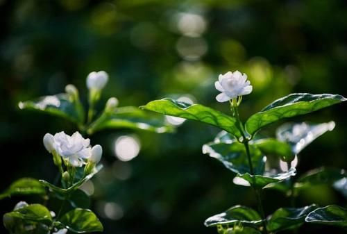 四种“开花多”的植物，几乎不用管，花开真漂亮！