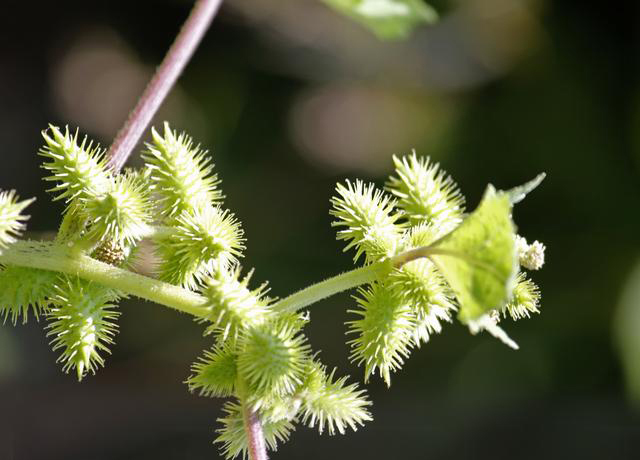 泡水|高血压注意,它们是“天然降压药”,常喝一杯,血压慢慢降!