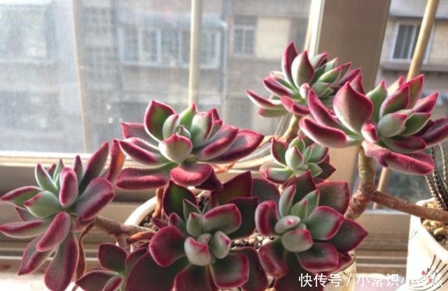 女同学喜爱的8种“美靓多肉”,就是难养了点,看看你都养过没!