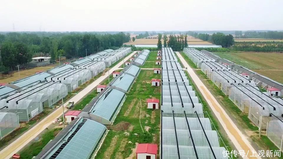 牡丹花 菏泽牡丹绽放花博园，色系多品类全风姿卓然
