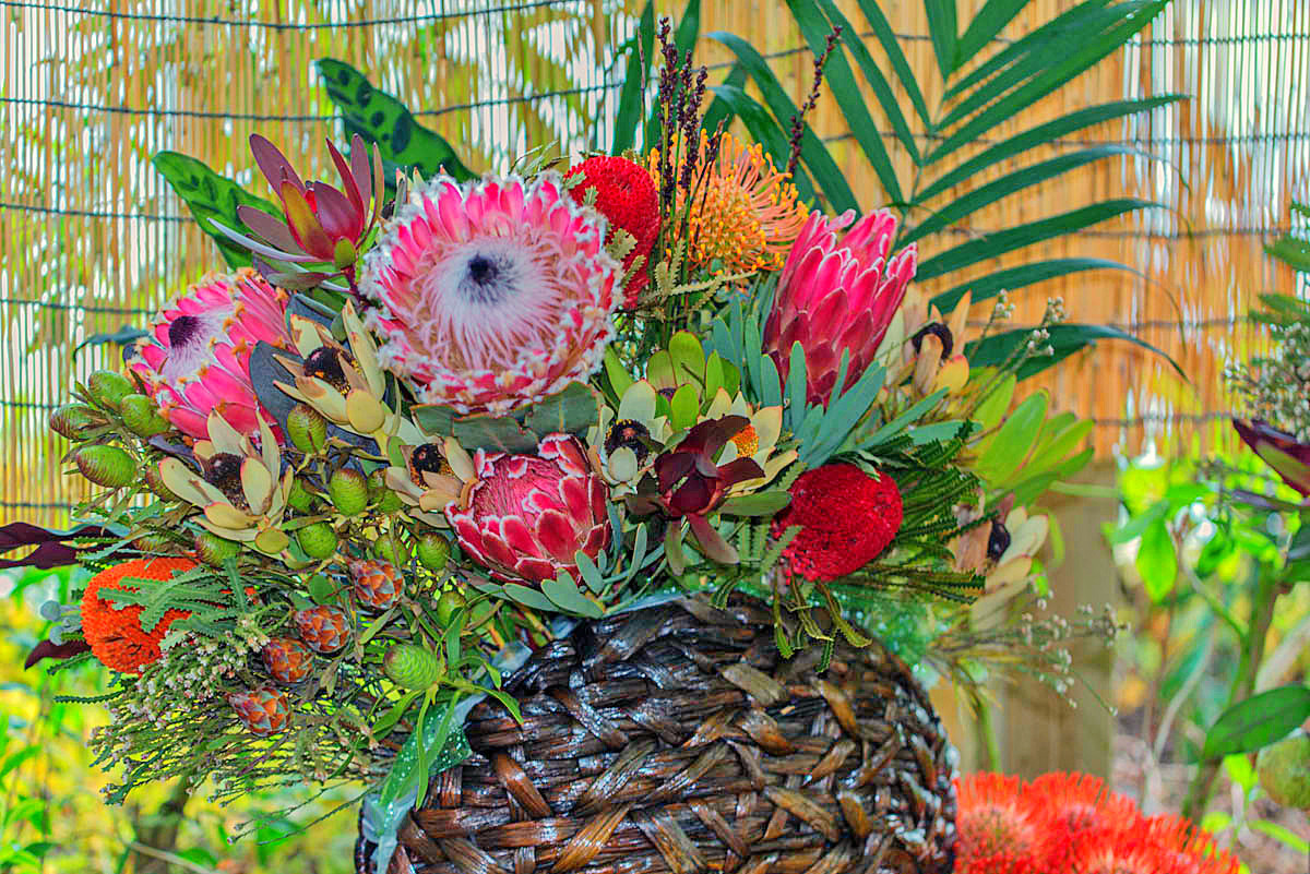 此花称为最富贵的鲜切花，绚丽的色彩，优雅的造型，号称花中之王