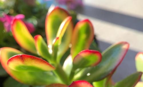 冬天养玉树“3多1少”，不仅长绿叶，还能“育新苗”，越养越旺