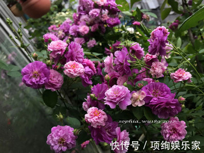 花仙子的阳台,30多种月季如瀑布,路人都停下来观望,太美了