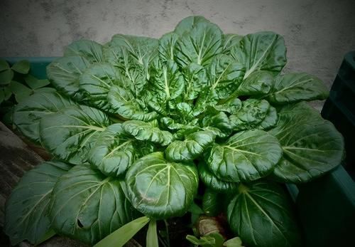 提高免疫力|夏天不妨多吃3种食物，养胃护肝，排毒养颜，还能提高免疫力